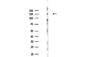 anti-Nik Related Kinase (NRK) (N-Term) antibody