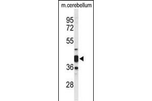 Western blot analysis of CYTH3 Antibody (C-term) (ABIN653626 and ABIN2842979) in mouse cerebellum tissue lysates (35 μg/lane). (Cytohesin 3 anticorps  (C-Term))
