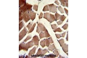 Immunohistochemistry (IHC) image for anti-Component of Oligomeric Golgi Complex 4 (COG4) antibody (ABIN3003206)