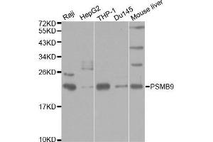 Western blot analysis of extracts of various cell lines, using PSMB9 antibody.