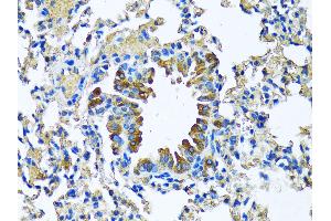 Immunohistochemistry of paraffin-embedded Mouse lung using MFGE8 antibody (ABIN6128291, ABIN6143792, ABIN6143794 and ABIN6215931) at dilution of 1:100 (40x lens).