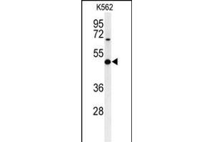 Western blot analysis of B3GAT1 Antibody (N-term) (ABIN653880 and ABIN2843128) in K562 cell line lysates (35 μg/lane). (CD57 anticorps  (N-Term))