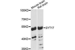 Western blot analysis of extracts of various cell lines, using SYT17 antibody (ABIN5972739) at 1:3000 dilution. (SYT17 anticorps)