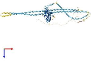 AlphaFold protein structure predicition of Mouse Recombinant Kif11 Protein, UniprotID Q6P9P6