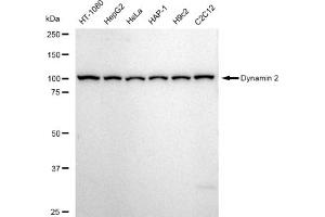 Western blotting analysis using Dynamin 2 antibody (ABIN7798399).