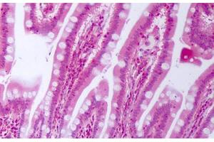 Anti-CTGF antibody IHC staining of human small intestine. (CTGF anticorps)