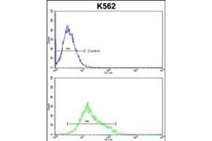 MFN2 Antibody (Center) (ABIN652786 and ABIN2842515) flow cytometric analysis of k562 cells (bottom histogram) compared to a negative control cell (top histogram).