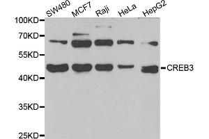 Western blot analysis of extracts of various cell lines, using CREB3 antibody (ABIN5973944) at 1/1000 dilution. (CREB3 anticorps)