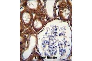 GPX3 Antibody (Center) (ABIN650617 and ABIN2844787) immunohistochemistry analysis in formalin fixed and paraffin embedded human kidney tissue followed by peroxidase conjugation of the secondary antibody and DAB staining.