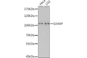 Western blot analysis of extracts of various cell lines, using SLMAP Rabbit pAb (ABIN7270147) at 1:3000 dilution. (SLMAP anticorps  (AA 540-790))