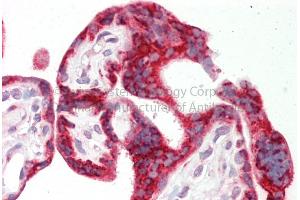 Rabbit Anti-CKAP4 antibody  Formalin Fixed Paraffin Embedded Tissue: Human Adult Placenta  Observed Staining: Cytoplasm in hepatocytes Primary Antibody Concentration: 1:600 Secondary Antibody: Donkey anti-Rabbit-Cy3 Secondary Antibody Concentration: 1:200 Magnification: 20X Exposure Time: 0.