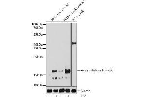Western blot analysis of extracts of various cell lines, using Acetyl-Histone H3-K36 antibody (ABIN7267739) at 1:1000 dilution.