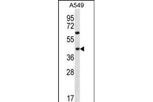 C109B Antibody (C-term) (ABIN656289 and ABIN2845598) western blot analysis in A549 cell line lysates (35 μg/lane). (C109B (AA 291-320), (C-Term) anticorps)