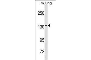 Western blot analysis in mouse lung tissue lysates (35ug/lane). (SEC31A anticorps  (AA 473-502))