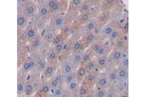 Figure. (ANGPTL6 anticorps  (AA 238-457))