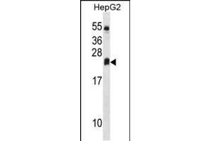 DHRS4L2 Antibody (Center) (ABIN1537823 and ABIN2849908) western blot analysis in HepG2 cell line lysates (35 μg/lane). (DHRS4L2 anticorps  (AA 132-158))