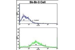 Flow cytometric analysis of SK-Br-3 cells using ITGAX Antibody (C-term)(bottom histogram) compared to a negative control cell (top histogram).