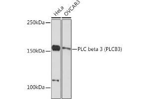 Western blot analysis of extracts of various cell lines, using PLC beta 3 (PLC beta 3 (PLCB3)) Rabbit mAb (ABIN7269346) at 1:1000 dilution. (PLCB3 anticorps)