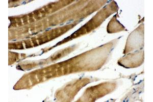 Anti- MEK3 Picoband antibody, IHC(P) IHC(P): Mouse Skeletal Muscle Tissue