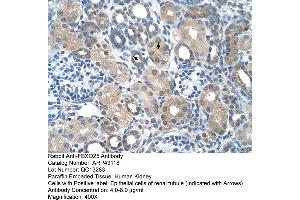 Human kidney (FBXO25 anticorps  (C-Term))