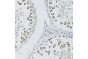Immunohistochemistry of paraffin-embedded rat testis using PIWIL2 antibody (ABIN4904371) at dilution of 1:100 (40x lens). (PIWIL2 anticorps)
