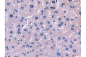 Detection of UMODL1 in Mouse Liver Tissue using Polyclonal Antibody to Uromodulin Like Protein 1 (UMODL1) (UMODL1 anticorps  (AA 34-306))