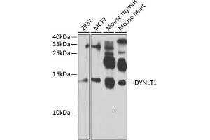 Western blot analysis of extracts of various cell lines, using DYNLT1 antibody  at 1:1000 dilution. (DYNLT1 anticorps  (AA 1-113))
