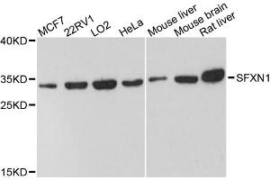 Western blot analysis of extracts of various cell lines, using SFXN1 antibody.