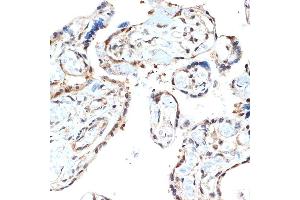 Immunohistochemistry of paraffin-embedded human placenta using PSM Rabbit mAb (ABIN7269597) at dilution of 1:100 (40x lens). (PSMA2 anticorps)