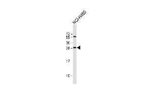 Anti-FGF18 Antibody (N-term) at 1:2000 dilution + NCI- whole cell lysate Lysates/proteins at 20 μg per lane.