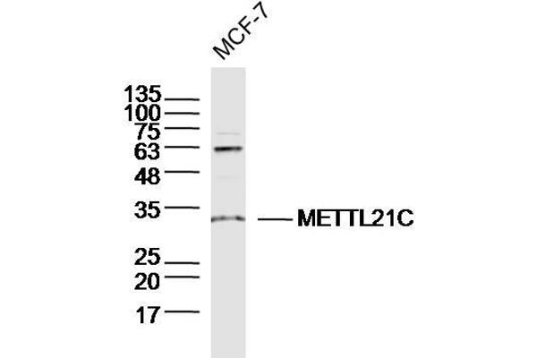 METTL21C antibody  (AA 31-130)
