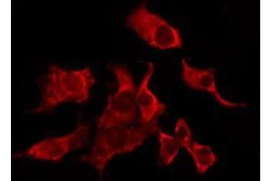 ABIN6276239 staining Hela by IF/ICC. (MRGPRX3 anticorps  (Internal Region))