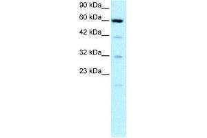 Human HepG2; WB Suggested Anti-SLC30A9 Antibody Titration: 0. (SLC30A9 anticorps  (N-Term))