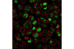 Immunofluorescence Analysis of PFA-fixed K562 cells stained with Nucleolin Mouse Monoclonal Antibody (NCL/902) followed by Goat anti-Mouse IgG-CF488 (Green).