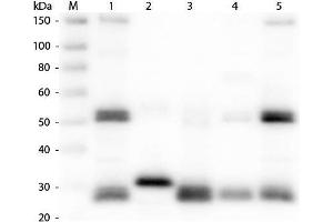 Western Blot of Anti-Rat IgG (H&L) (GOAT) Antibody. (Chèvre anti-Rat IgG Anticorps (DyLight 405) - Preadsorbed)