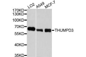 Western blot analysis of extracts of various cell lines, using THUMPD3 antibody. (THUMPD3 anticorps  (AA 1-250))
