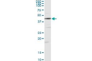 Immunoprecipitation of CKM transfected lysate using anti-CKM monoclonal antibody and Protein A Magnetic Bead , and immunoblotted with CKM MaxPab rabbit polyclonal antibody.