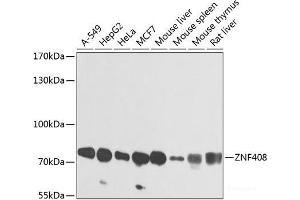 Western blot analysis of extracts of various cell lines using ZNF408 Polyclonal Antibody at dilution of 1:1000. (ZNF408 anticorps)