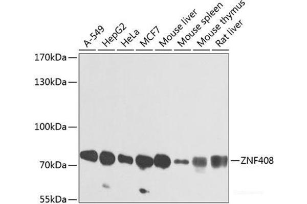 ZNF408 抗体