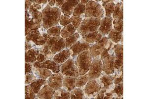 Immunohistochemical staining of human stomach with SCAP polyclonal antibody  shows strong cytoplasmic positivity in glandular cells at 1:10-1:20 dilution. (SREBF chaperone anticorps)