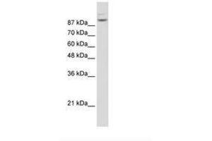 Image no. 3 for anti-Matrin 3 (MATR3) (N-Term) antibody (ABIN203258)