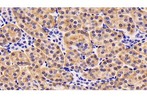 Detection of IGF1 in Human Kidney Tissue using Monoclonal Antibody to Insulin Like Growth Factor 1 (IGF1)