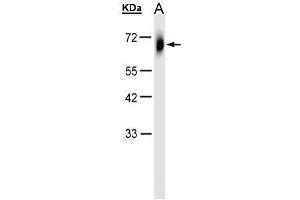 WB Image Sample(30 μg of whole cell lysate) A:HeLa S3, 10% SDS PAGE antibody diluted at 1:1000 (TRIM23 anticorps  (N-Term))