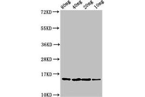 Western Blot Positive WB detected in Recombinant protein All lanes: yebF antibody at 2. (YebF (AA 22-118) anticorps)
