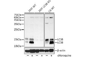 Western blot analysis of extracts from wild type (WT) and [KO Validated] LC3B Rabbit mAb knockout (KO) 293T cells, using [KO Validated] LC3B Rabbit mAb (ABIN7268519) at 1:1000 dilution. (LC3B anticorps)