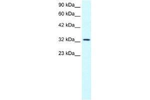 WB Suggested Anti-SNAPC2 Antibody Titration:  0.