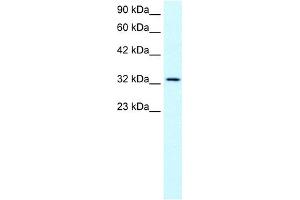 WB Suggested Anti-SNAPC2 Antibody Titration:  0. (SNAPC2 anticorps  (Middle Region))