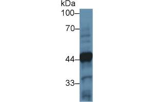 Western blot analysis of Mouse Cerebellum lysate, using Human TH Antibody (2 µg/ml) and HRP-conjugated Goat Anti-Rabbit antibody ( (Tyrosine Hydroxylase anticorps  (AA 82-310))