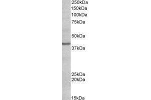 Western Blotting (WB) image for anti-POU Domain, Class 4, Transcription Factor 3 (POU4F3) (AA 256-267) antibody (ABIN793128) (POU4F3 anticorps  (AA 256-267))
