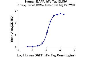 Immobilized Human BCMA Trimer, His Tag at 0.